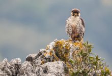 falco biodiversità