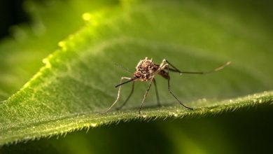 malaria